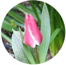 Tulpe-rosa.jpg